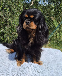 Veneto de Passeriphane